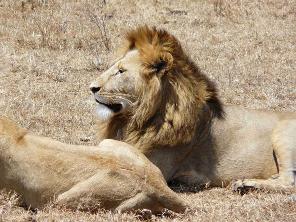 The lion