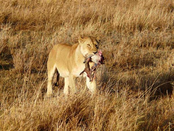 the lioness has breakfast