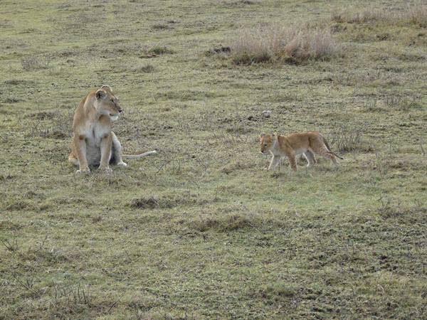 lioness and lion cub