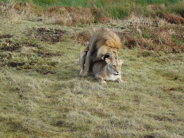 what is the lion doing with the lioness ?