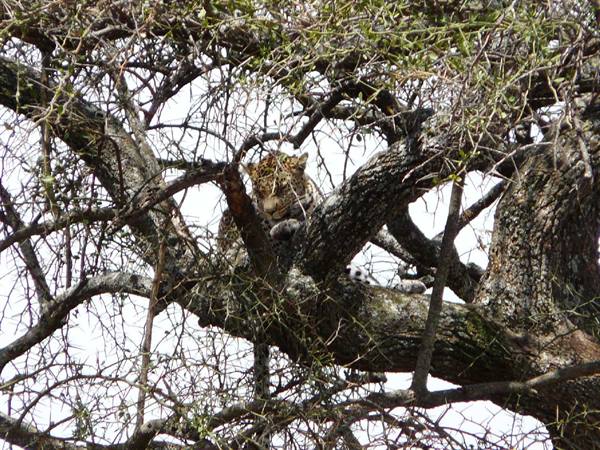 the leopard