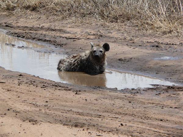 the hyena
