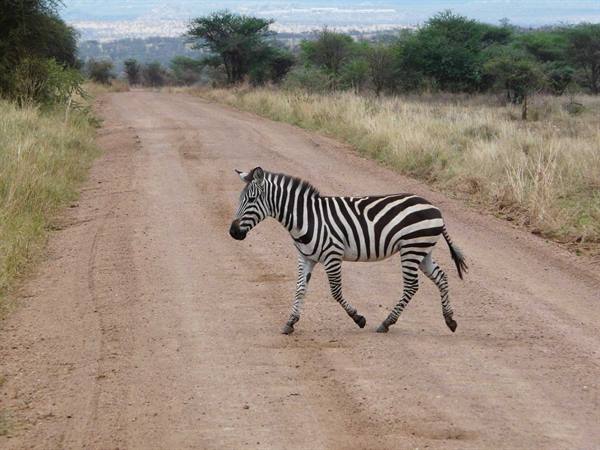 the zebra