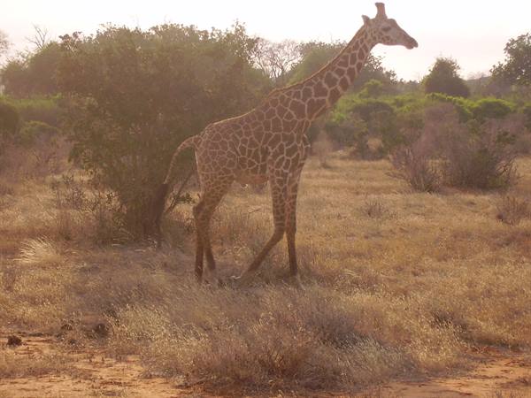 safari5