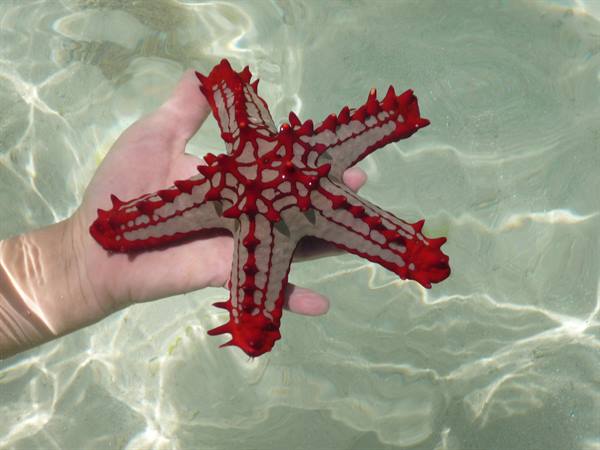 the treasures of the Indian Ocean