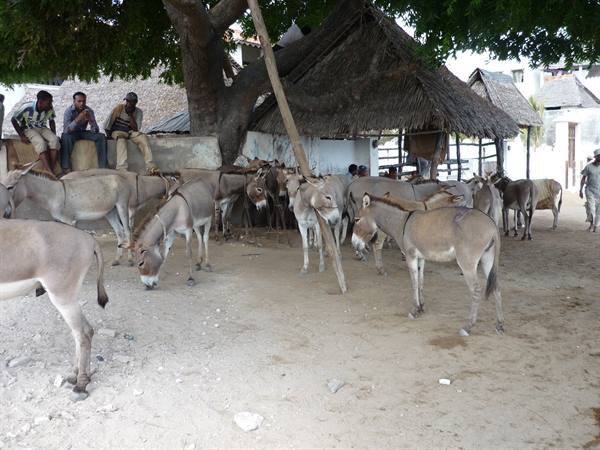 Lamu's great wealth
