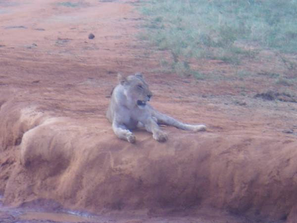 lion