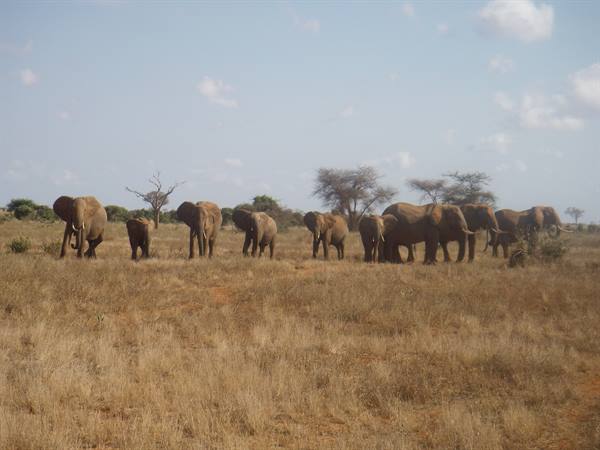 elephants