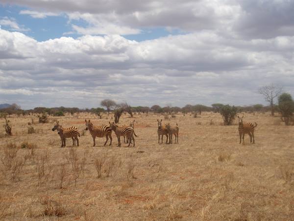 Zebra herd on dry savanna with bushes and cloudy sky