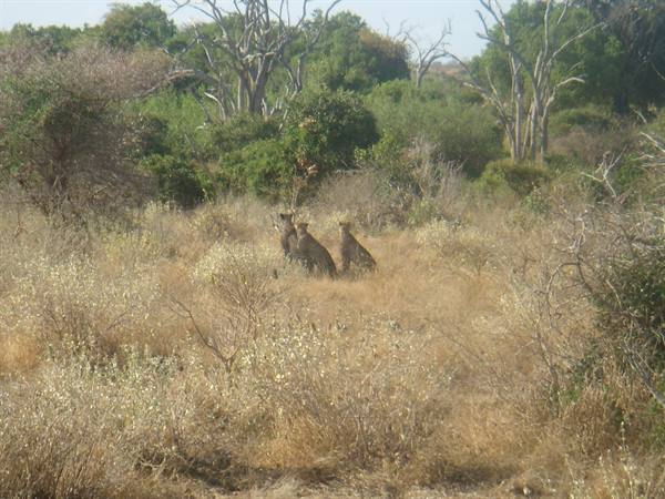 Three cheetahs in dry savanna grass among bushes and bare trees