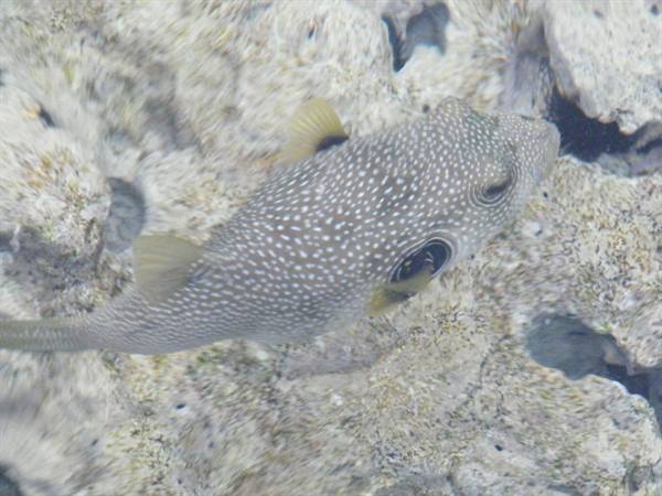 puffer fish from the pier