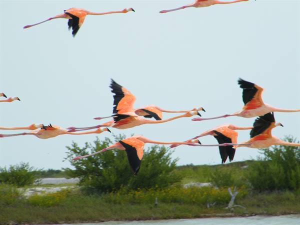 Flamingos in Rio Lagartos