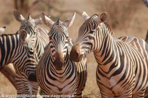 Group of zebras with black stripes staring at camera in savanna