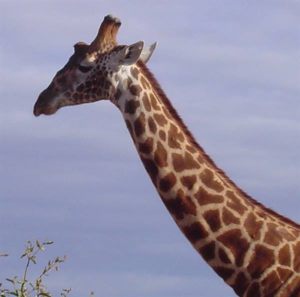 Giraffe portrait with long neck against a blue sky, beside a bush