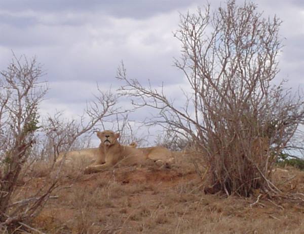 Lioness resting among dry bushes, dusty savanna, cloudy sky