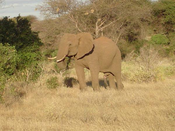 Tusker elephant standing among dry grass and bushes, Samburu