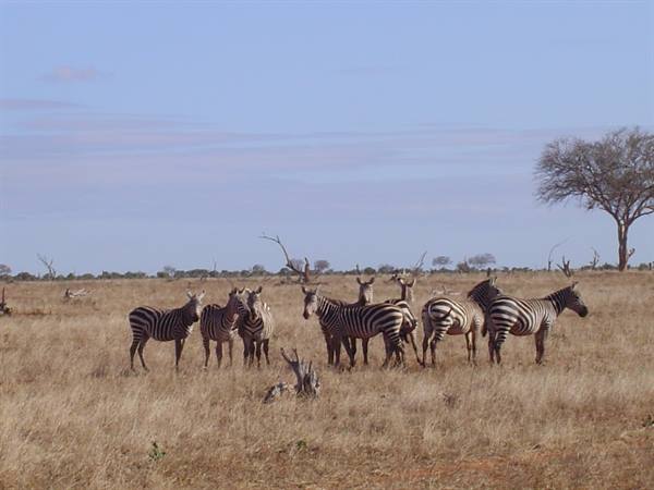 Herd of zebras among dry grass and acacia trees under blue sky