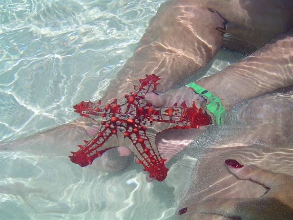 sardinia 2- blue safari- a beautiful starfish