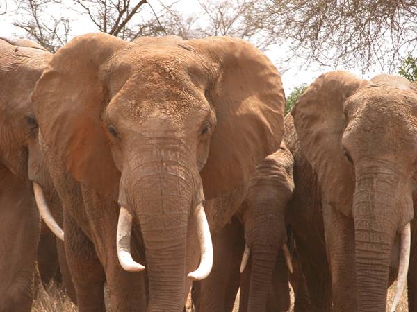 Dust-covered elephants with long tusks among dry acacia trees