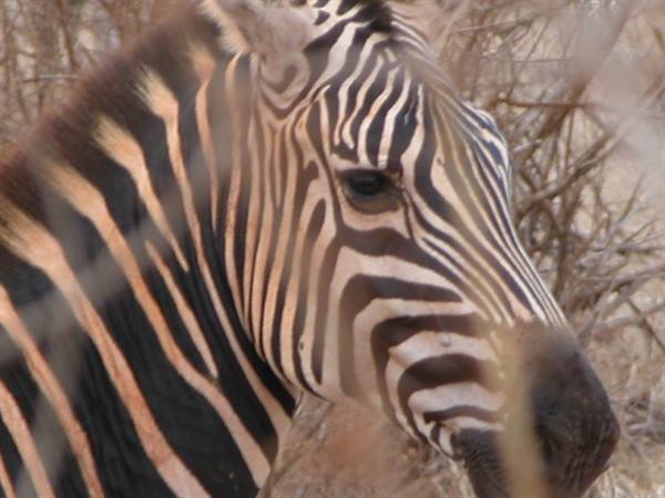 Zebra among dry branches, close head, warm natural light