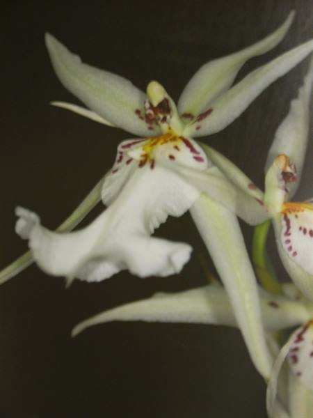 White orchid flower with red and yellow spotted petals against dark background