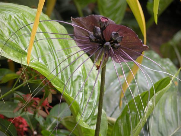 Black orchid
