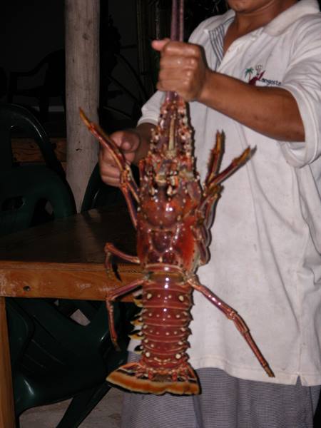 Giant lobster