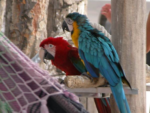 Two macaw parrots, red and blue, perched on a wooden branch