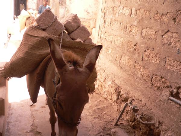 Little donkey in Lamu town