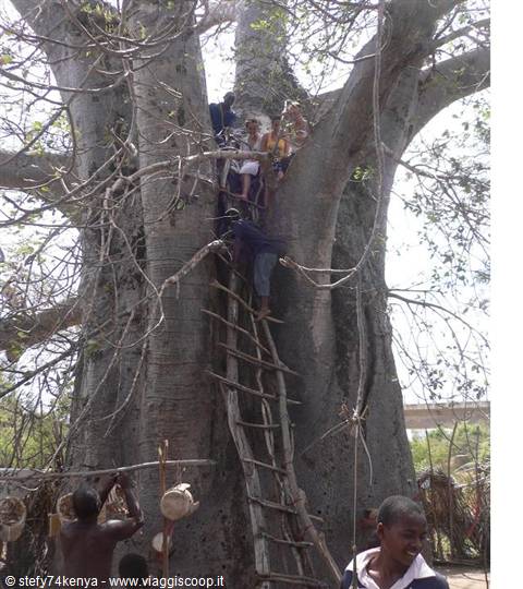 People climb a wooden ladder up a giant baobab tree in Kenya