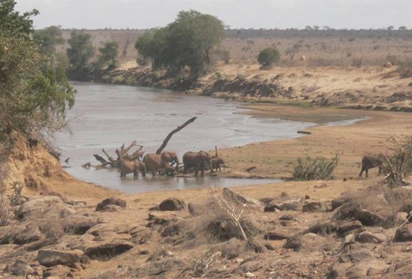 Elephants drinking at the Galana river among sand and bushes, Tsavo East
