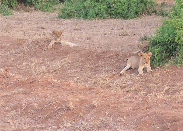 lion cubs