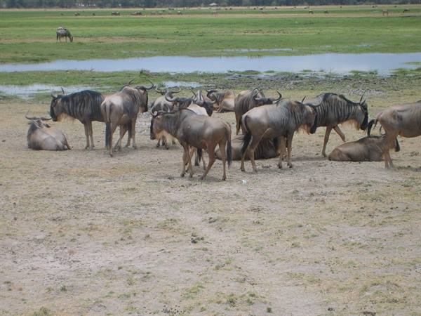 Herd of wildebeest resting and standing on sand near water pools