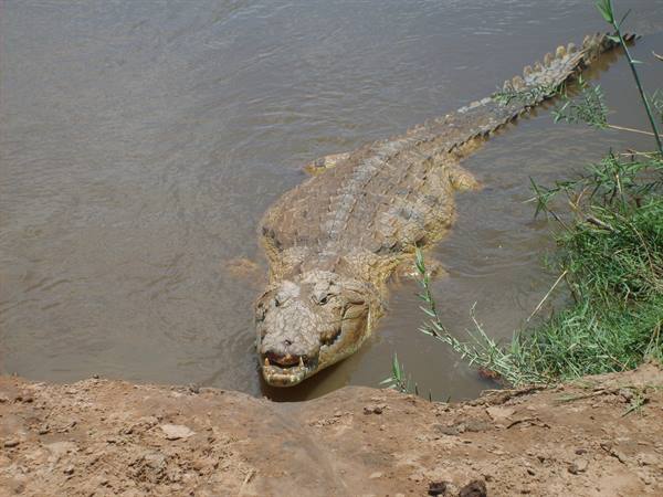 Nile crocodile emerging from murky water toward the muddy bank