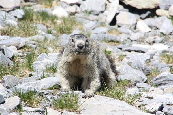 Col de la Vanoise Marmot