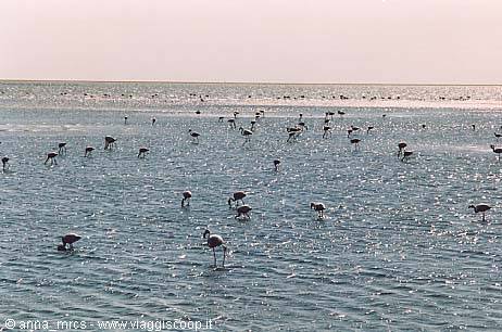 Flamingos at Walvis Bay
