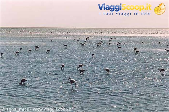 Flamingos at Walvis Bay