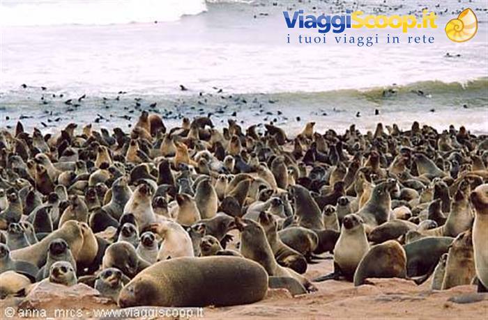 Sea lions at Cape Cross