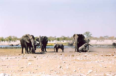 Elephants in Etosha National Park