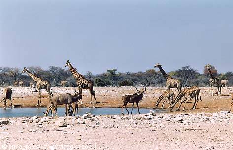 ffe, Kudu, etc. in Etosha National Park