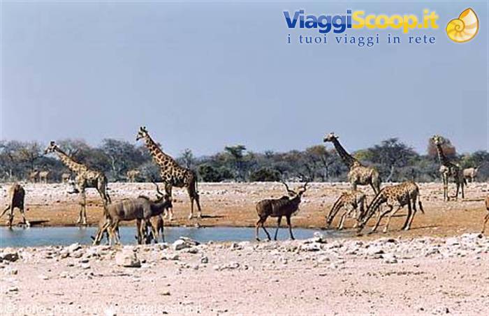 ffe, Kudu, etc. in Etosha National Park