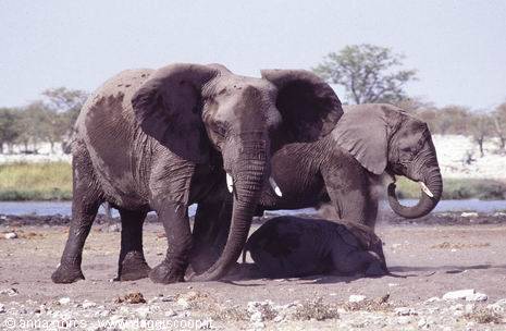 Elephants in Etosha National Park