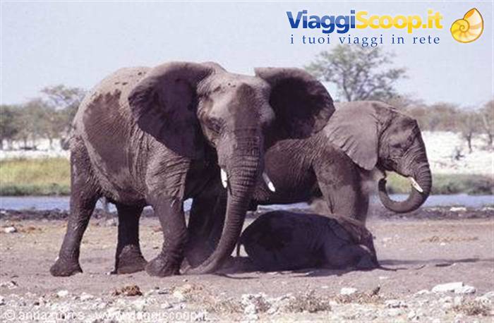 Elephants in Etosha National Park
