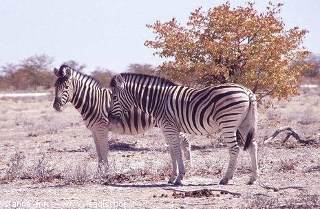 Zebras in Etosha National Park