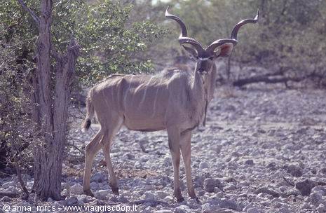 Kudu in Etosha National Park