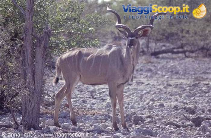 Kudu in Etosha National Park