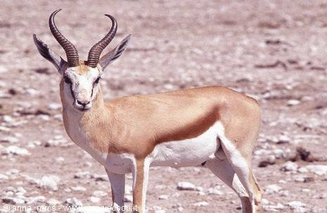 Springbok (jumping antelope) in Etosha National Park