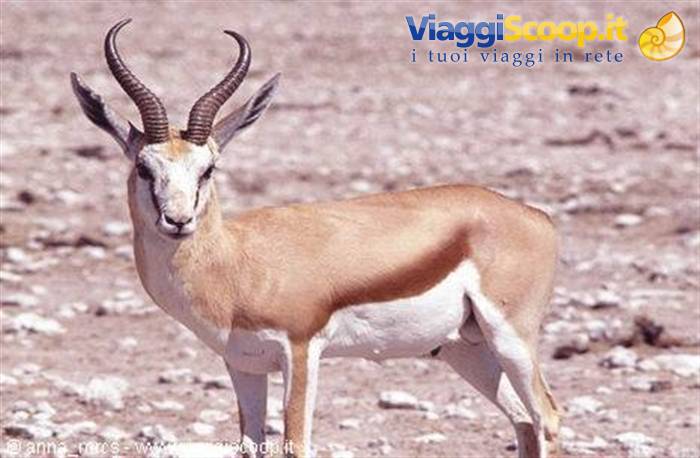 Springbok (jumping antelope) in Etosha National Park