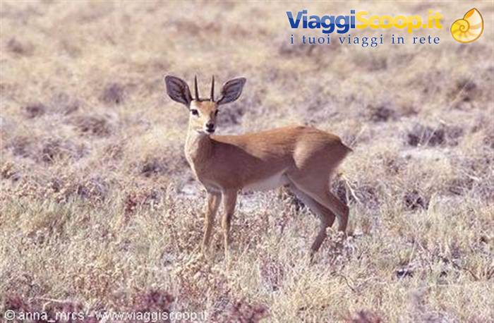 Steenbok in Etosha National Park