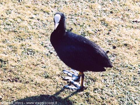 Specimen of Coot